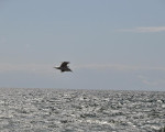 Boderne - Bornholm