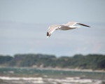 Boderne - Bornholm