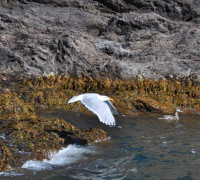 Hammerhafen bootsfahrt - Bornholm - Hammerhavn Bådfart