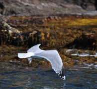 Hammerhafen bootsfahrt - Bornholm - Hammerhavn Bådfart