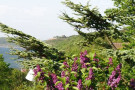 vra-vang-til-hammershus-bornholm.jpg